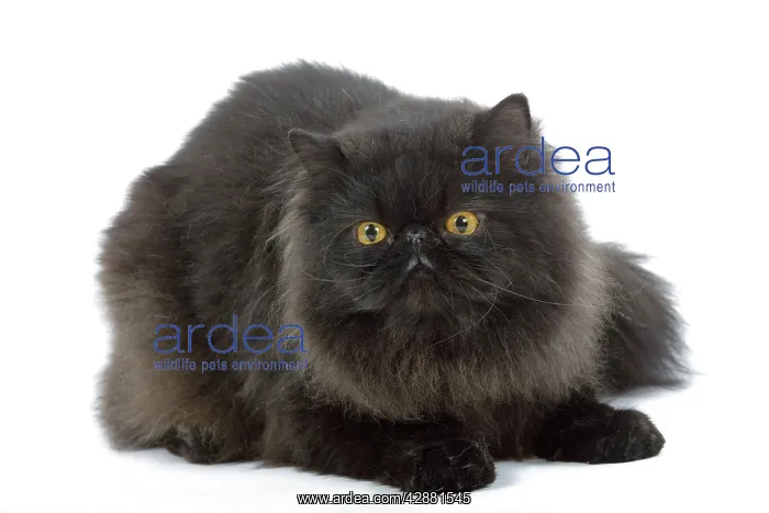  : Cat - Black Persian