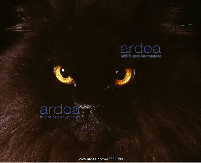 : CAT - BLACK PERSIAN : CAT - BLACK PERSIAN
