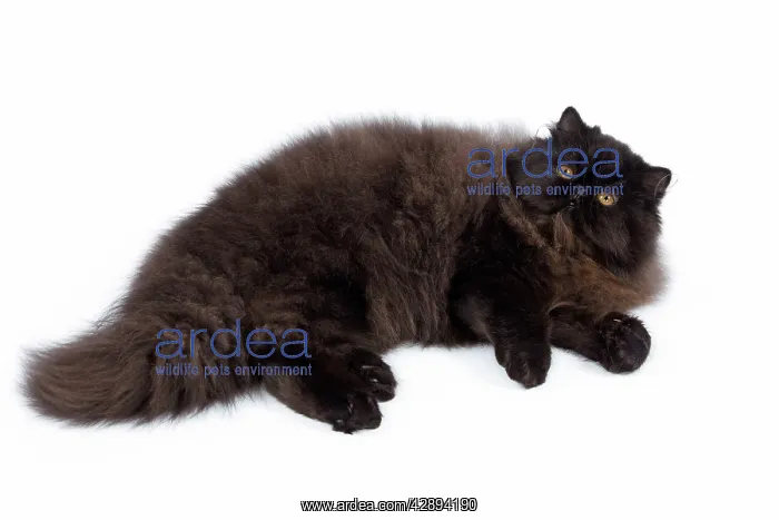  : Cat - Black Persian - lying down