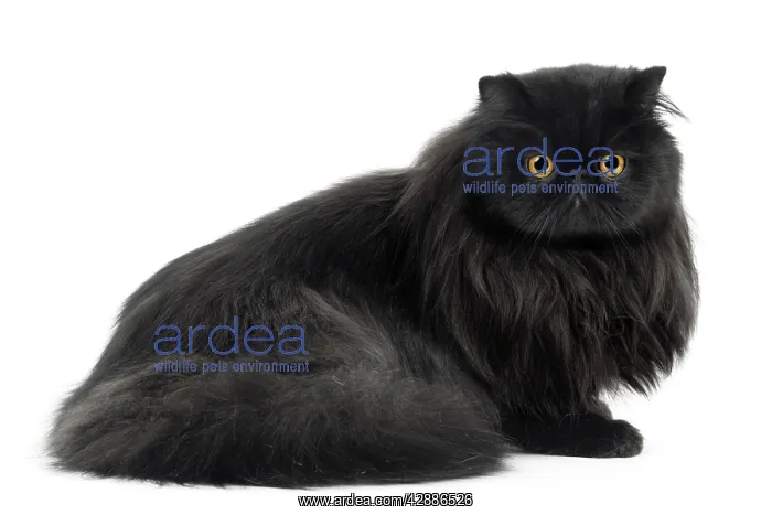  : Cat - Black Persian in studio