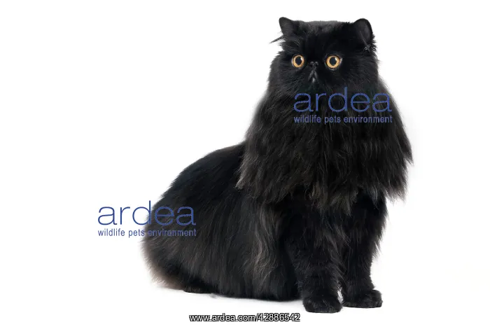  : Cat - Black Persian in studio