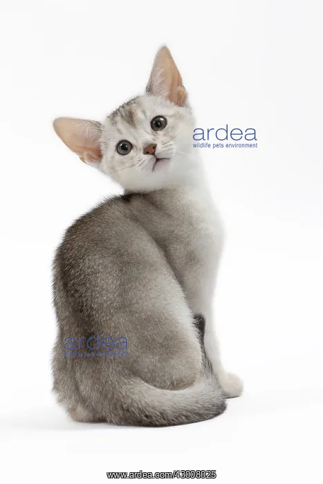 : Cat Black & Silver Abyssinian kitten : Cat Black & Silver Abyssinian kitten