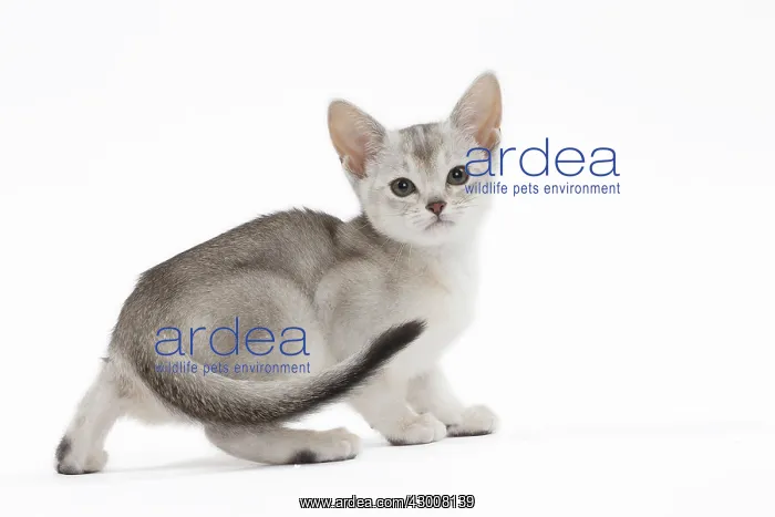 : Cat Black & Silver Abyssinian kitten : Cat Black & Silver Abyssinian kitten
