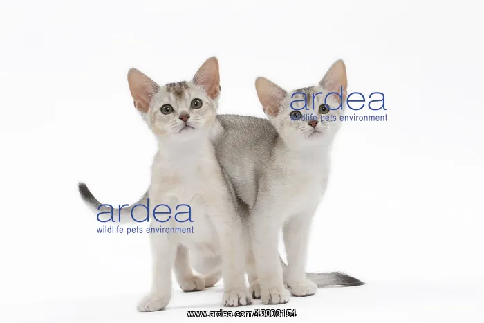 : Cat Black & Silver Abyssinian kitten : Cat Black & Silver Abyssinian kitten