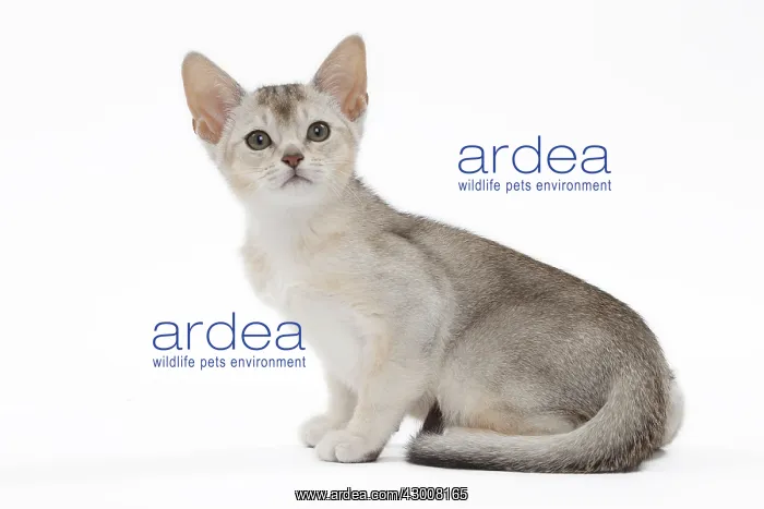 : Cat Black & Silver Abyssinian kitten : Cat Black & Silver Abyssinian kitten