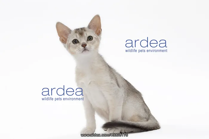 : Cat Black & Silver Abyssinian kitten : Cat Black & Silver Abyssinian kitten