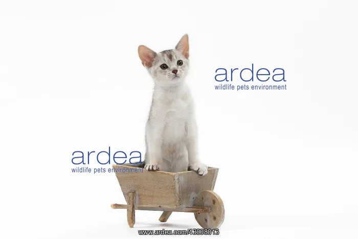 : Cat Black & Silver Abyssinian kitten in wheel : Cat Black & Silver Abyssinian kitten in wheel