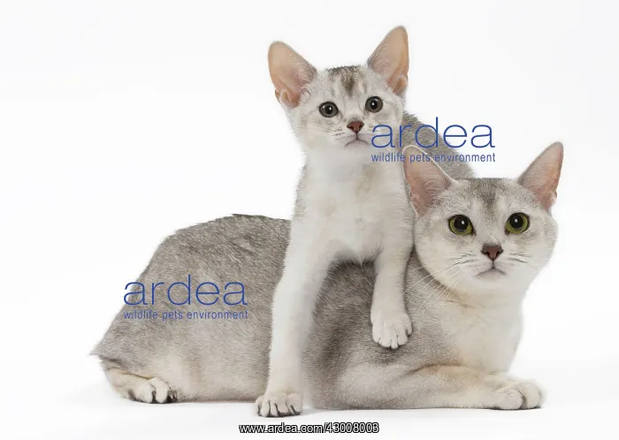 : Cat Black & Silver Abyssinian kittens : Cat Black & Silver Abyssinian kittens