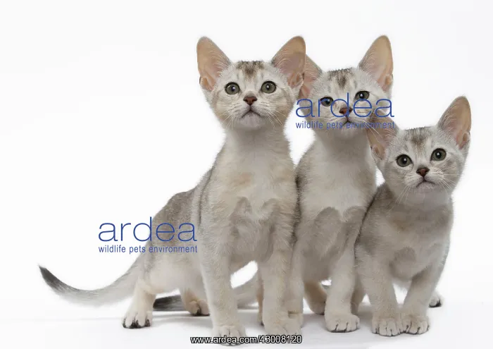 : Cat Black & Silver Abyssinian kittens : Cat Black & Silver Abyssinian kittens