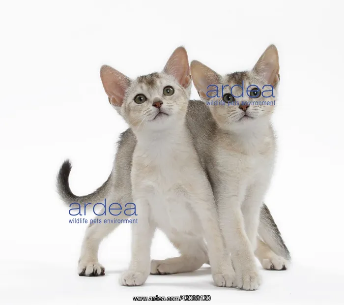 : Cat Black & Silver Abyssinian kittens : Cat Black & Silver Abyssinian kittens