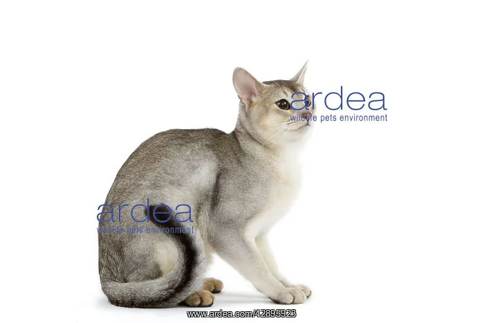 : Cat - black & silver Abyssinian in studio : Cat - black & silver Abyssinian in studio