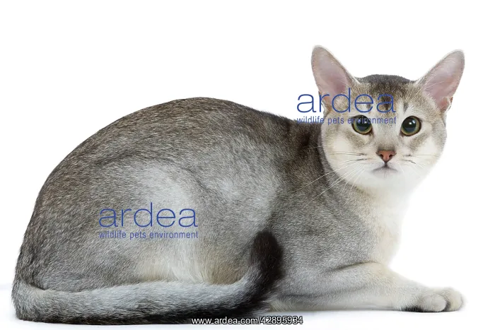 : Cat - black & silver Abyssinian in studio : Cat - black & silver Abyssinian in studio