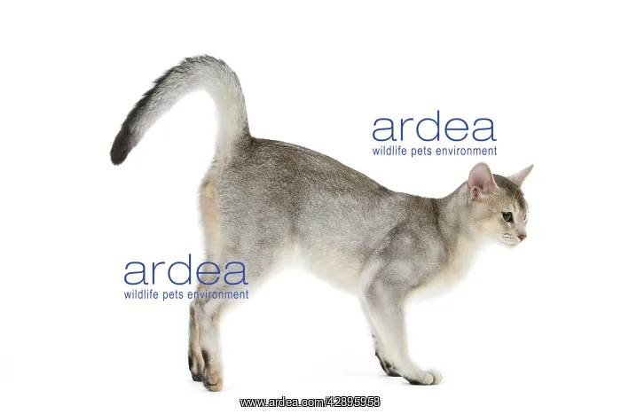 : Cat - black & silver Abyssinian in studio : Cat - black & silver Abyssinian in studio