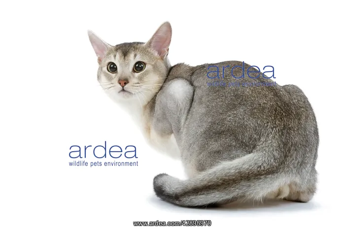 : Cat - black & silver Abyssinian in studio : Cat - black & silver Abyssinian in studio