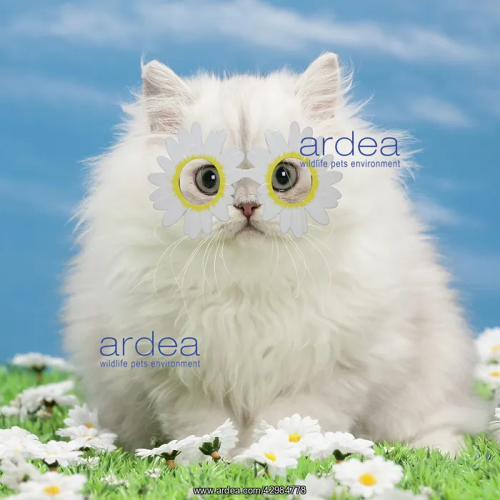 : Cat - Black silver shaded Persian kitten wearing : Cat - Black silver shaded Persian kitten wearing