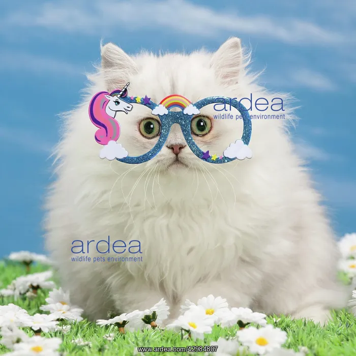 : Cat - Black silver shaded Persian kitten wearing : Cat - Black silver shaded Persian kitten wearing