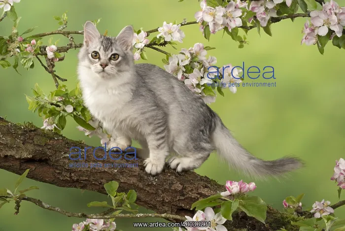  : CAT. black silver Tiffanie, in an apple tree with blossom