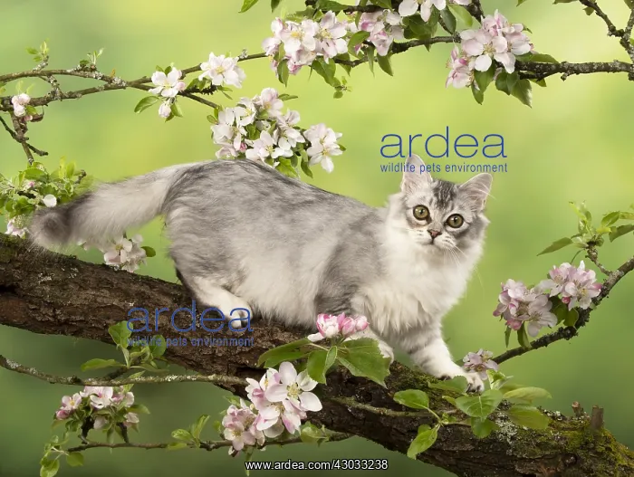 : CAT. black silver Tiffanie, in an apple tree with blossom : CAT. black silver Tiffanie, in an apple tree with blossom