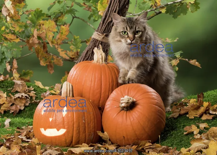  : Cat Black tipped Tiffanie, with Pumpkins