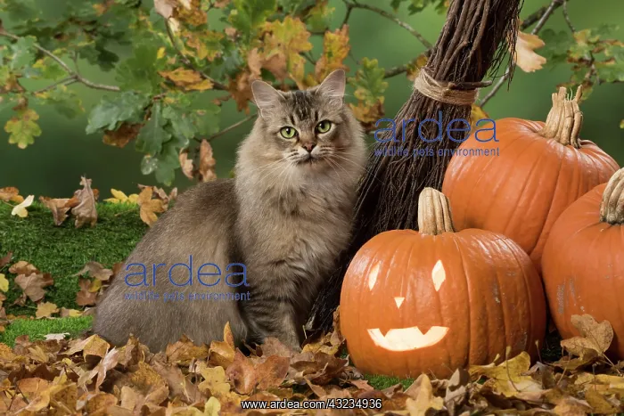  : Cat Black tipped Tiffanie, with Pumpkins