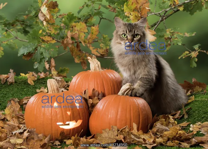 : Cat Black tipped Tiffanie, with Pumpkins