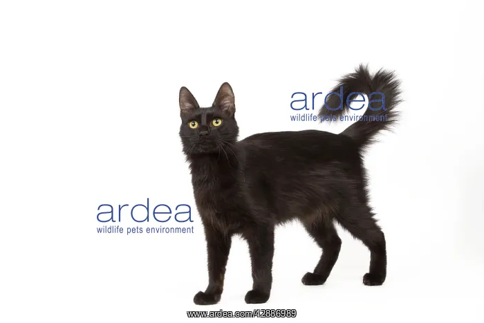  : Cat - Black Turkish Angora in studio