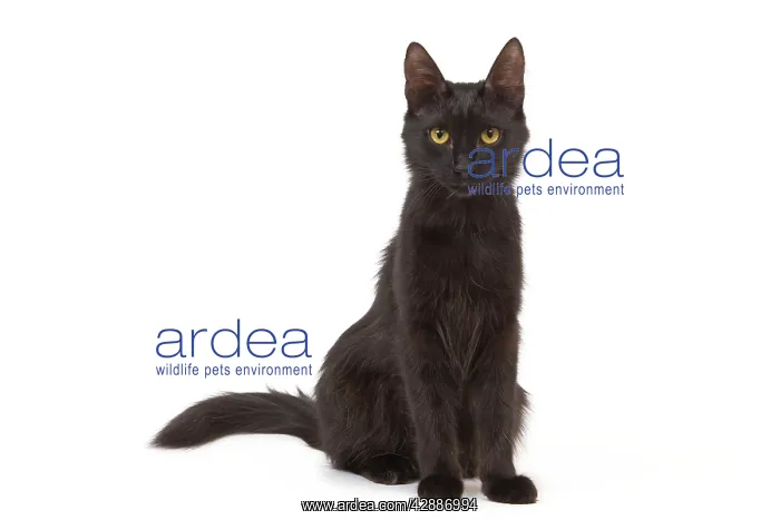 : Cat - Black Turkish Angora in studio : Cat - Black Turkish Angora in studio