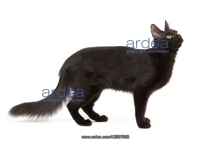  : Cat - Black Turkish Angora in studio