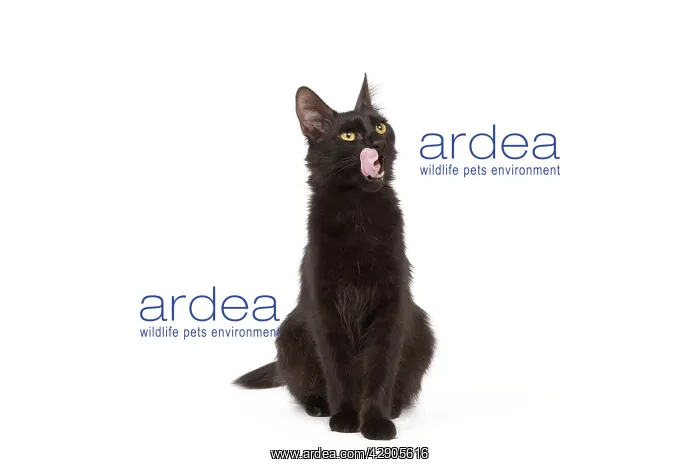 : Cat - Black Turkish Angora in studio licking lips : Cat - Black Turkish Angora in studio licking lips