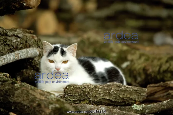  : Cat - black & white