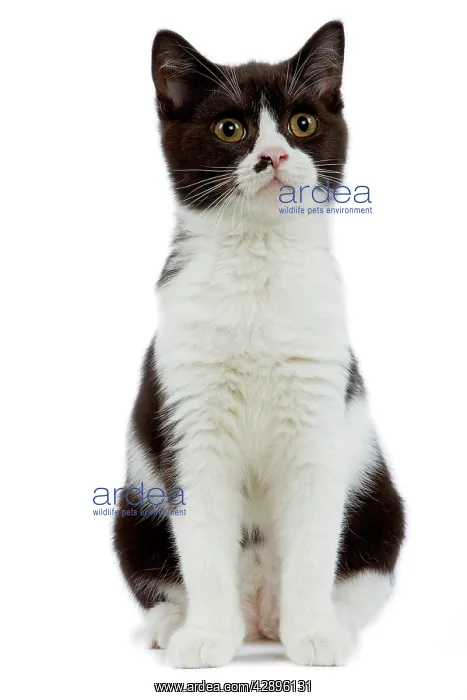 : Cat - Black and white British shorthair kitten in studio : Cat - Black and white British shorthair kitten in studio