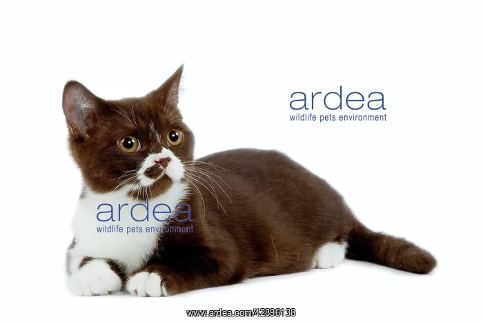 : Cat - Black and white British shorthair kitten in studio : Cat - Black and white British shorthair kitten in studio