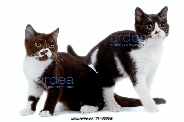 : Cat - black & white British shorthair kittens in studio : Cat - black & white British shorthair kittens in studio