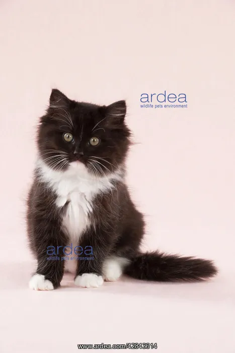 : CAT - Black and White Cat : CAT - Black and White Cat