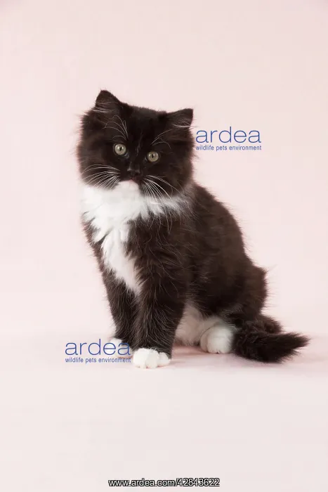 : CAT - Black and White Cat : CAT - Black and White Cat
