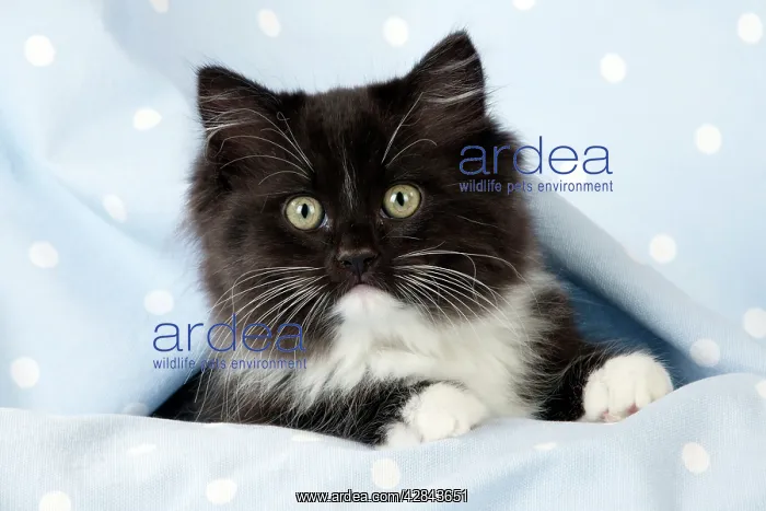 : CAT - Black and White Cat : CAT - Black and White Cat