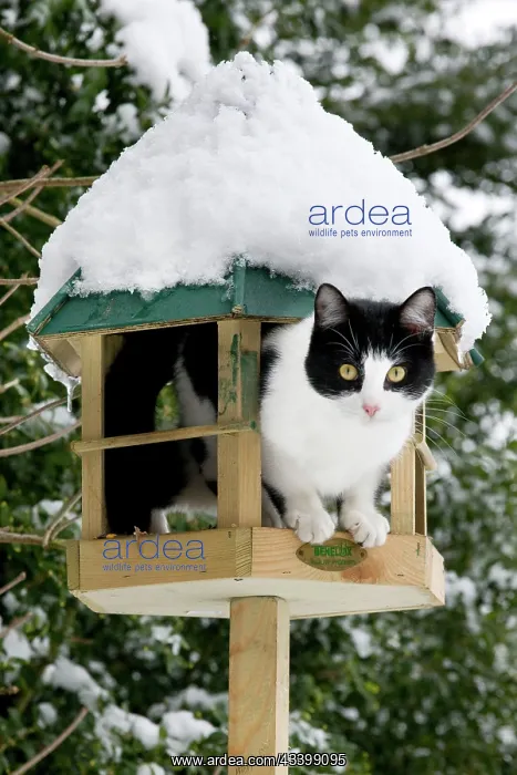 : Cat - black & white cat on a bird feeding table in snow : Cat - black & white cat on a bird feeding table in snow