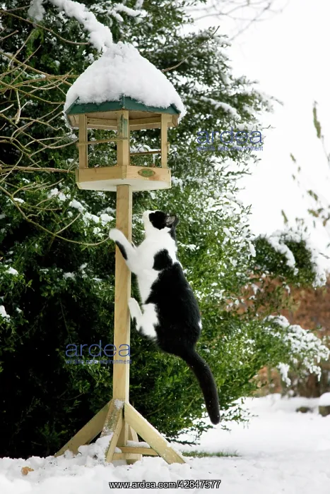 : Cat - black & white cat climbing up a bird feeding : Cat - black & white cat climbing up a bird feeding
