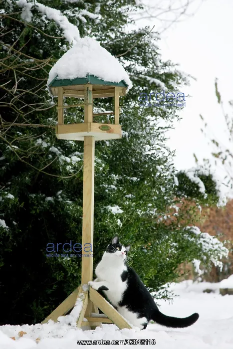 : Cat - black & white cat climbing up a bird feeding : Cat - black & white cat climbing up a bird feeding