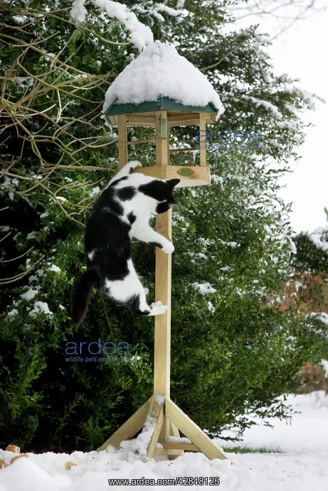 : Cat - black & white cat climbing up a bird feeding : Cat - black & white cat climbing up a bird feeding