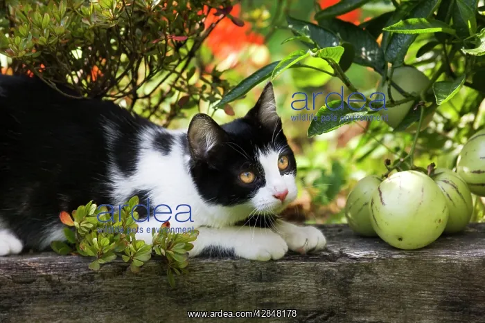 : Cat - black & white cat in garden : Cat - black & white cat in garden