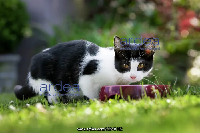 : Cat - black & white cat in garden eating from bowl : Cat - black & white cat in garden eating from bowl