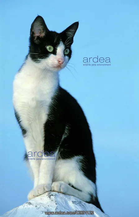 : Cat - Black & White Cat - Morocco : Cat - Black & White Cat - Morocco