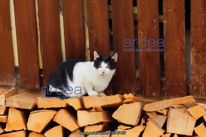 : Cat black and white coloured farm cat sitting on a wood pile : Cat black and white coloured farm cat sitting on a wood pile