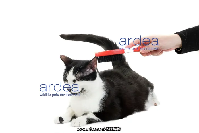 : Cat - Black & White domestic Cat - being brushed : Cat - Black & White domestic Cat - being brushed