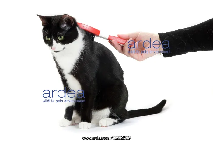 : Cat - Black & White domestic Cat - being brushed : Cat - Black & White domestic Cat - being brushed