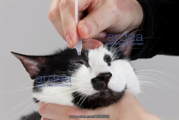 : Cat - Black & White domestic Cat - having eye drops : Cat - Black & White domestic Cat - having eye drops