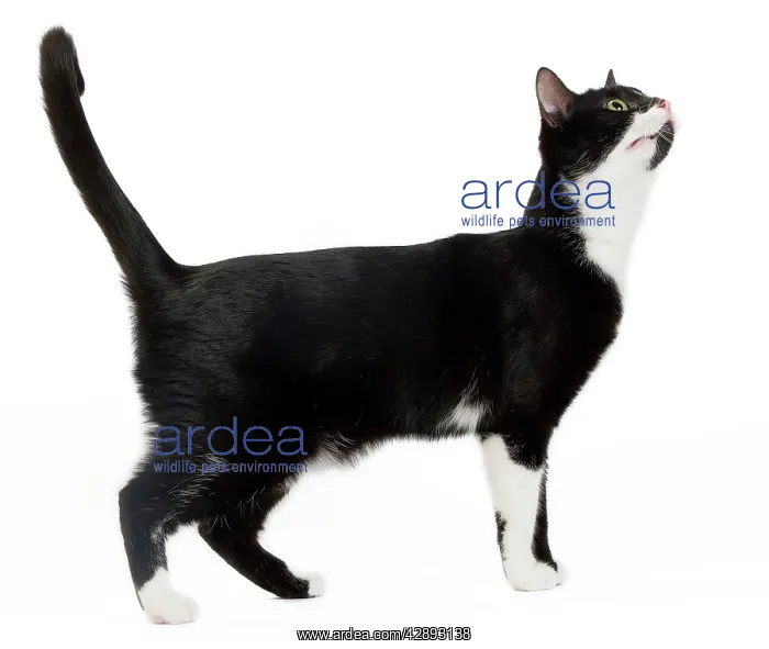 : Cat - Black & White domestic Cat - looking up : Cat - Black & White domestic Cat - looking up