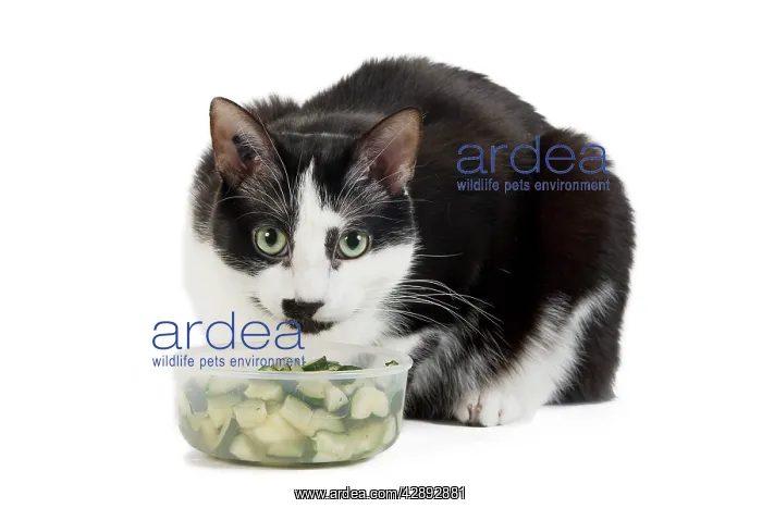 : Cat - Black & White domestic Cat - lying down at : Cat - Black & White domestic Cat - lying down at