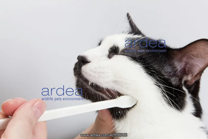 : Cat - Black & White domestic Cat - with mouth being cleaned : Cat - Black & White domestic Cat - with mouth being cleaned